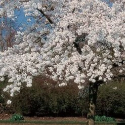 'Mount Fuji' Cherry Blossom Tree | Prunus Serrulata 'Shirotae' 6 'Mount Fuji' Cherry Blossom Tree | Prunus Serrulata 'Shirotae' -PlantHaven Store ORN0242 8