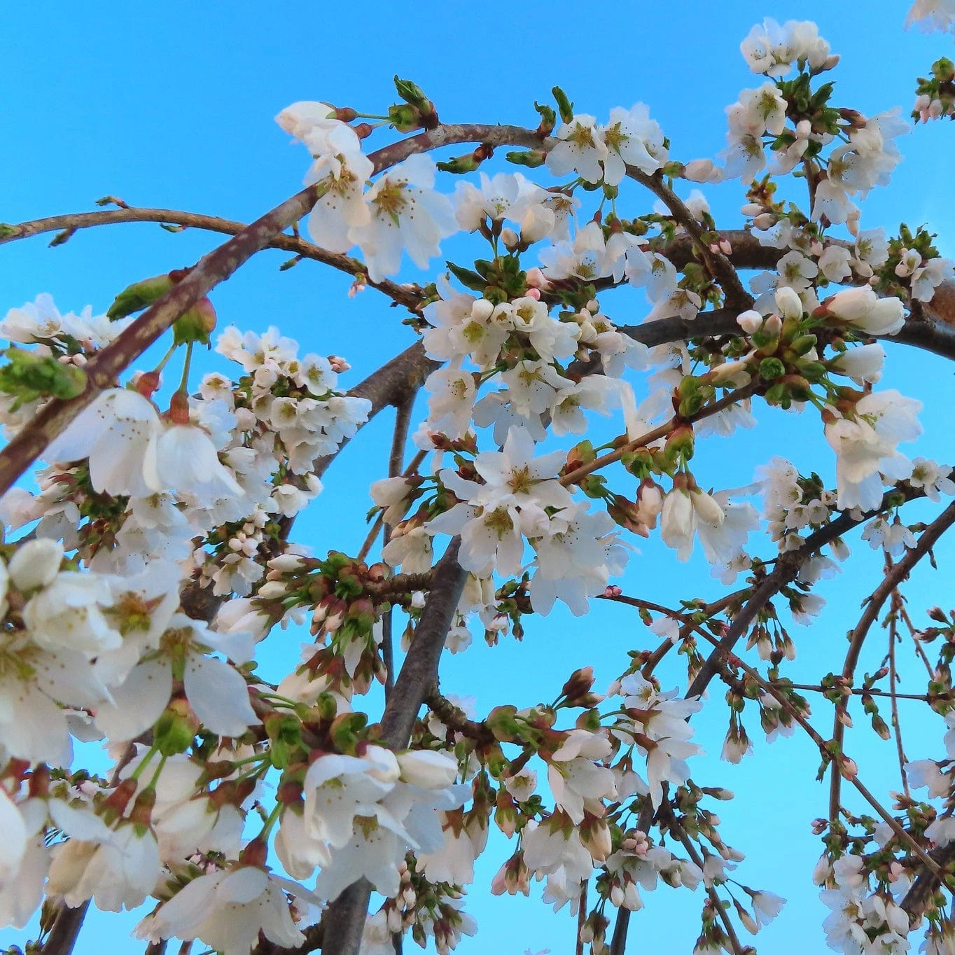 Dwarf White Weeping Cherry Blossom Tree | Prunus 'Snow Showers' 1 Dwarf White Weeping Cherry Blossom Tree | Prunus 'Snow Showers'