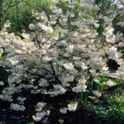 White Weeping Cherry Blossom Tree | Prunus Yedoensis 'Shidare Yoshino'