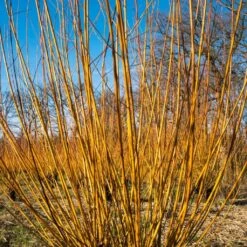Scarlet Willow Tree | Salix Alba 'Chermesina' -PlantHaven Store ORN0258 3