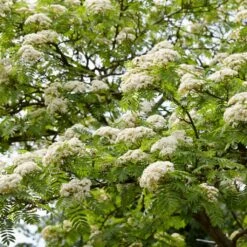 Copper Kettle' Rowan Tree | Sorbus 7 Copper Kettle' Rowan Tree | Sorbus -PlantHaven Store ORN0267 3 c4fd3fca 4260 46ec aec2 03ae23afc35b