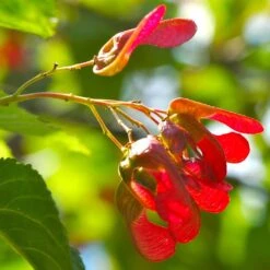 Tatarian Maple | Acer Tataricum 'Hotwings' 8 Tatarian Maple | Acer Tataricum 'Hotwings' -PlantHaven Store ORN0278 4 2885856e bb9a 4ef8 962b 93b0ddd73361