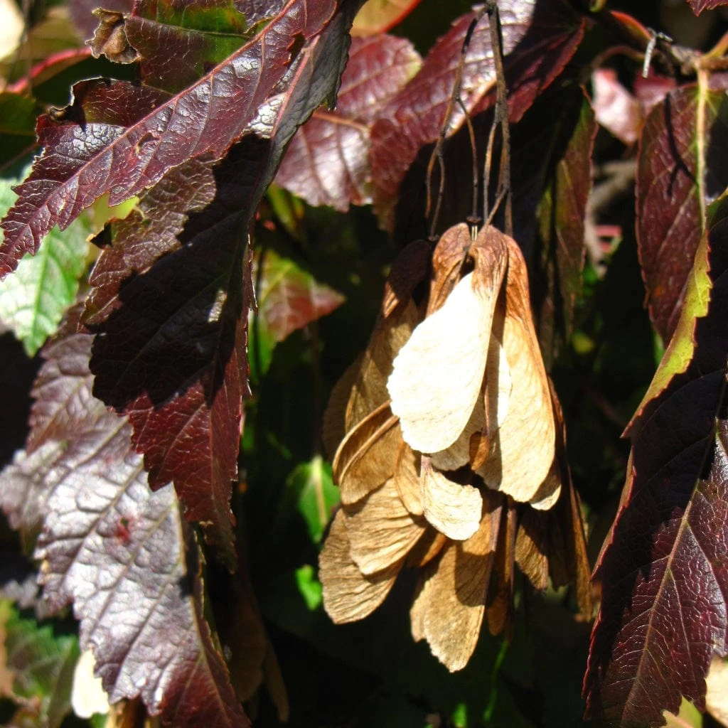 Tatarian Maple | Acer Tataricum 'Hotwings' 5 Tatarian Maple | Acer Tataricum 'Hotwings' - Image 5
