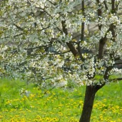 UK Native Wildlife-Friendly Cherry Blossom Tree | Prunus Avium