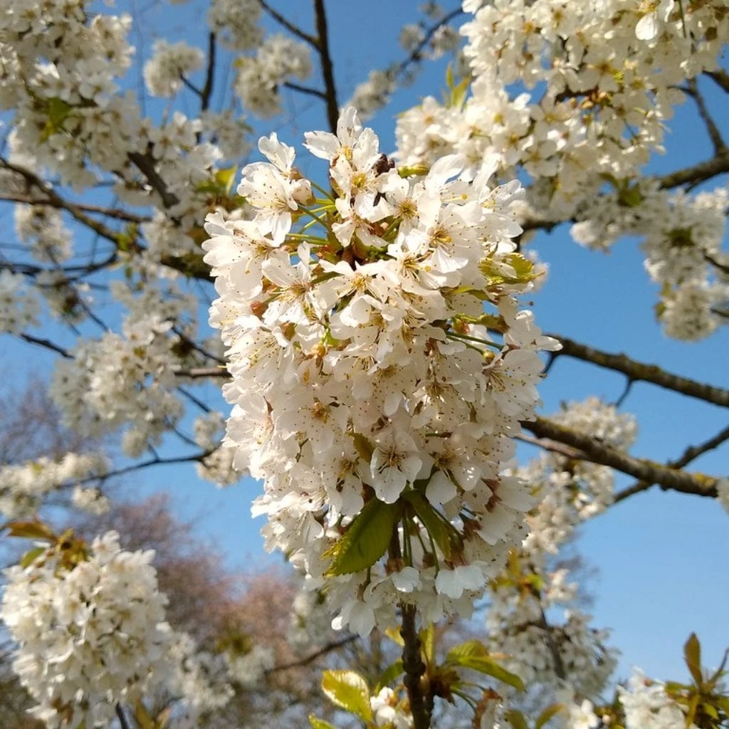 UK Native Wildlife-Friendly Cherry Blossom Tree | Prunus Avium 2 UK Native Wildlife-Friendly Cherry Blossom Tree | Prunus Avium - Image 2