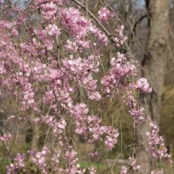 Pink Weeping Winter Flowering Cherry Tree | Prunus Subhirtella 'Pendula Rosea' -PlantHaven Store ORN0352 3