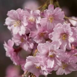 Pink Weeping Winter Flowering Cherry Tree | Prunus Subhirtella 'Pendula Rosea' -PlantHaven Store ORN0352 4