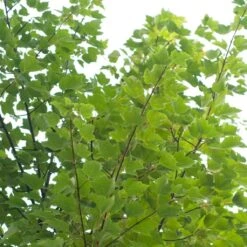 Canadian Red Maple Tree | Acer Rubrum 'Red Pointe' -PlantHaven Store ORN0385 4 7afe9936 2048 4b99 a359 2f747dcfb264