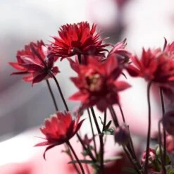 Aquilegia 'Bordeaux Barlow' 5 Aquilegia 'Bordeaux Barlow' -PlantHaven Store PB0026 3