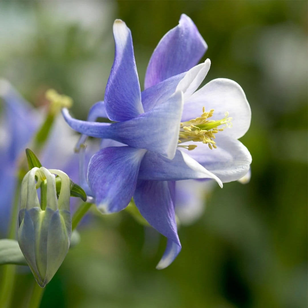 Aquilegia Spring Magic Collection 2 Aquilegia Spring Magic Collection - Image 2