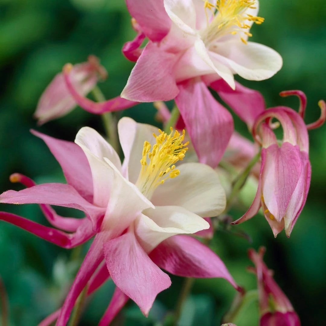Aquilegia Spring Magic Collection 4 Aquilegia Spring Magic Collection - Image 4