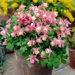 Aquilegia Spring Magic Collection 10 Aquilegia Spring Magic Collection -PlantHaven Store PB0032 2 0f6ceaad c0e4 4b74 9f36 ad355159297c