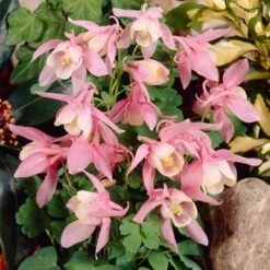 Aquilegia 'Spring Magic Rose & White' -PlantHaven Store PB0032 3
