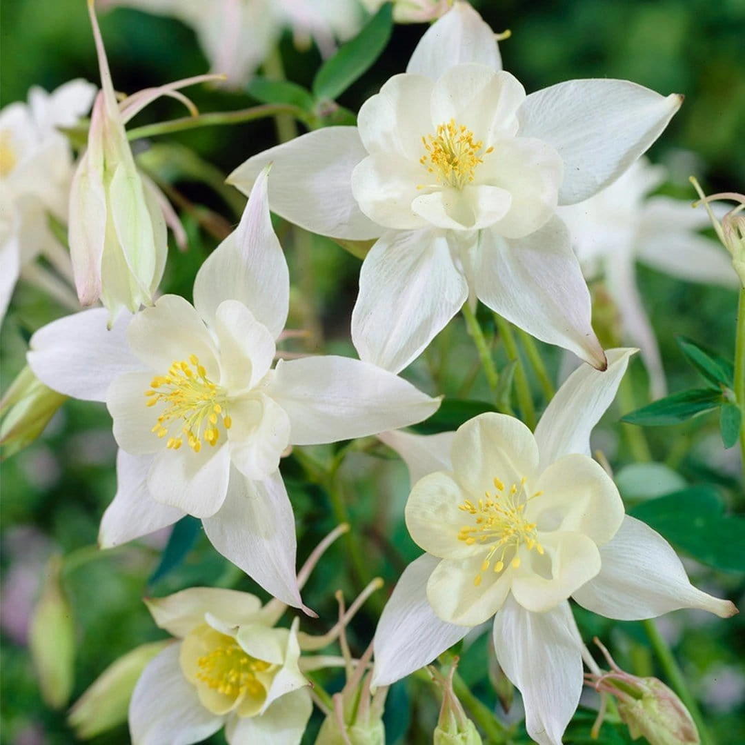 Aquilegia Spring Magic Collection 6 Aquilegia Spring Magic Collection - Image 6