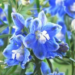 Delphinium Camelot Collection 7 Delphinium Camelot Collection -PlantHaven Store PB0097 1 0cc41c15 4501 4368 a1a0 433f78f91dbb