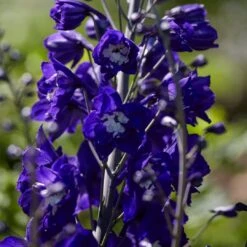 Delphinium Camelot Collection 9 Delphinium Camelot Collection -PlantHaven Store PB0105 1 8c5b11e4 4bcd 4392 aef5 647e50e7f705