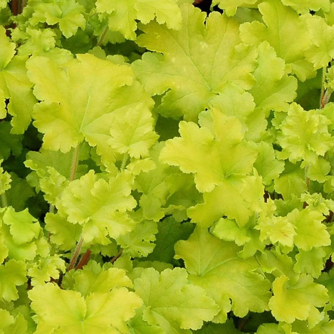 Heuchera 'Lime Marmalade' 1 Heuchera 'Lime Marmalade'