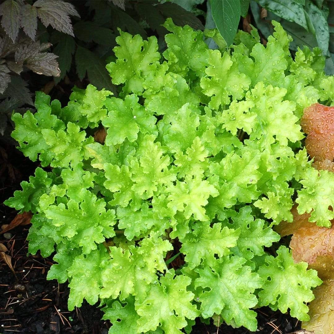 Heuchera 'Lime Marmalade' 3 Heuchera 'Lime Marmalade' - Image 3