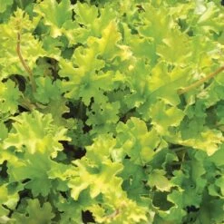 Heuchera 'Lime Marmalade' 7 Heuchera 'Lime Marmalade' -PlantHaven Store PB0190 3