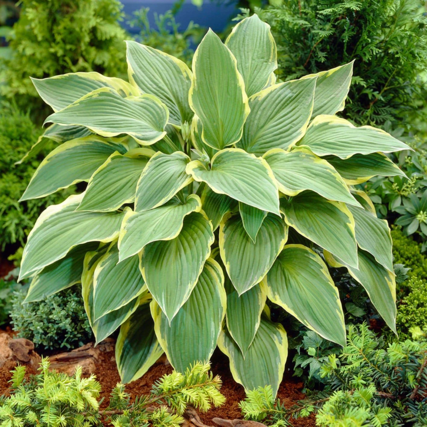 Hosta 'Yellow River' 1 Hosta 'Yellow River'