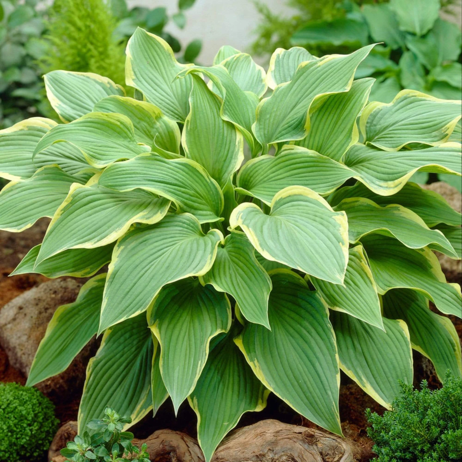 Hosta 'Yellow River' 2 Hosta 'Yellow River' - Image 2