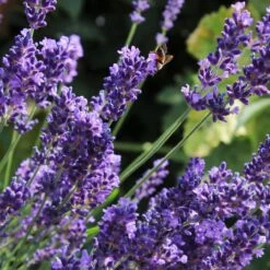 Lavender 'Hidcote Improved' -PlantHaven Store PB0206 2