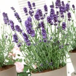 Lavender 'Hidcote Improved' -PlantHaven Store PB0206 3