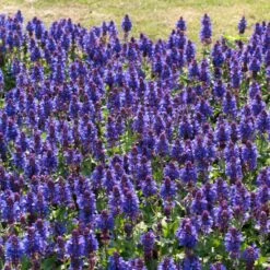 Salvia 'Blue Marvel' -PlantHaven Store PB0276 3