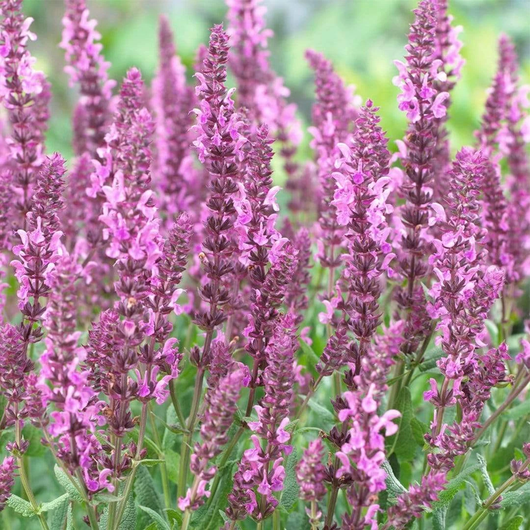 Salvia 'Fashionista Pretty In Pink' 3 Salvia 'Fashionista Pretty In Pink' - Image 3