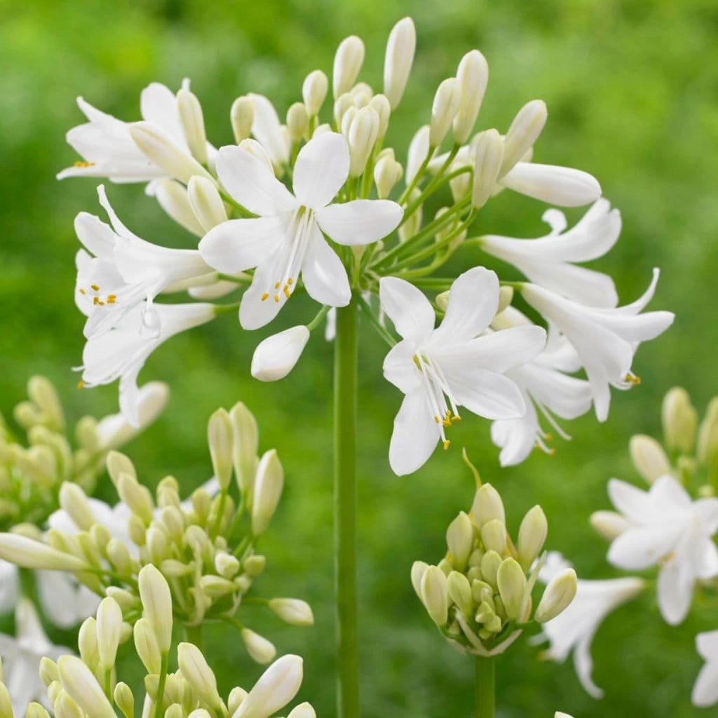 Agapanthus 'Ever White' 1 Agapanthus 'Ever White'