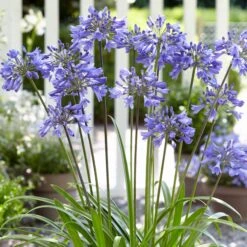 Stately Agapanthus Collection 9 Stately Agapanthus Collection -PlantHaven Store PB0322 1 d489e9ce f2ce 4ad0 8fd2 48e0025b2d0d