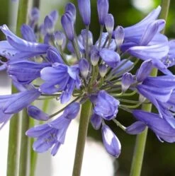 Agapanthus 'Ever Sapphire' 7 Agapanthus 'Ever Sapphire' -PlantHaven Store PB0322 2