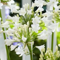 Agapanthus 'Ever White' 7 Agapanthus 'Ever White' -PlantHaven Store PB0323 1