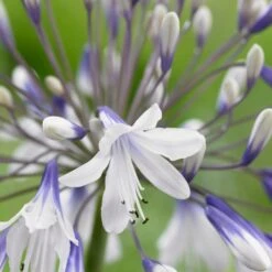 Agapanthus 'Fireworks' 5 Agapanthus 'Fireworks' -PlantHaven Store PB0324 2
