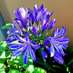 Agapanthus 'Lapis Lazuli'
