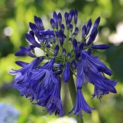Agapanthus 'Royal Velvet' -PlantHaven Store PB0326 2