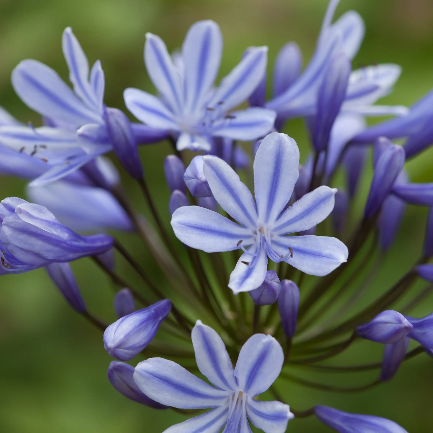 Agapanthus 'Sweet Surprise' 1 Agapanthus 'Sweet Surprise'