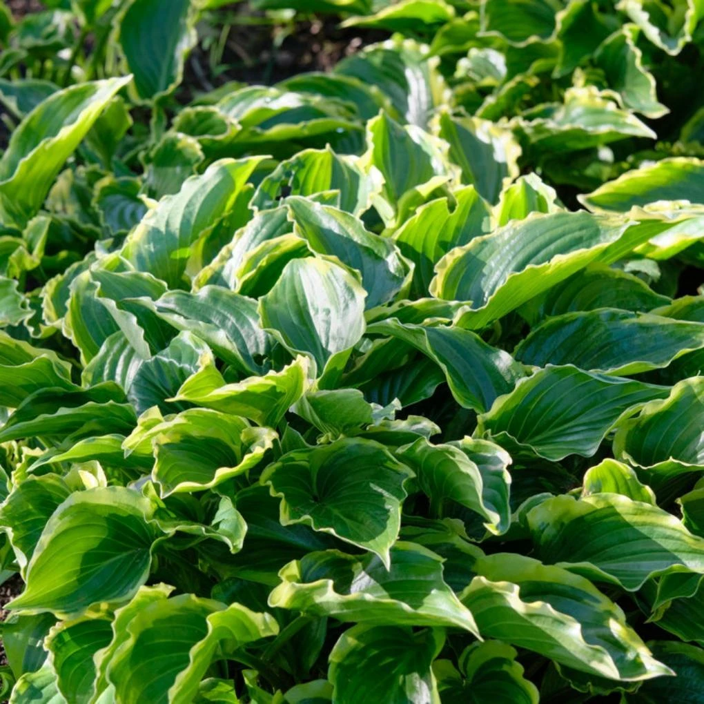 Hosta 'Sugar & Spice' 1 Hosta 'Sugar & Spice'