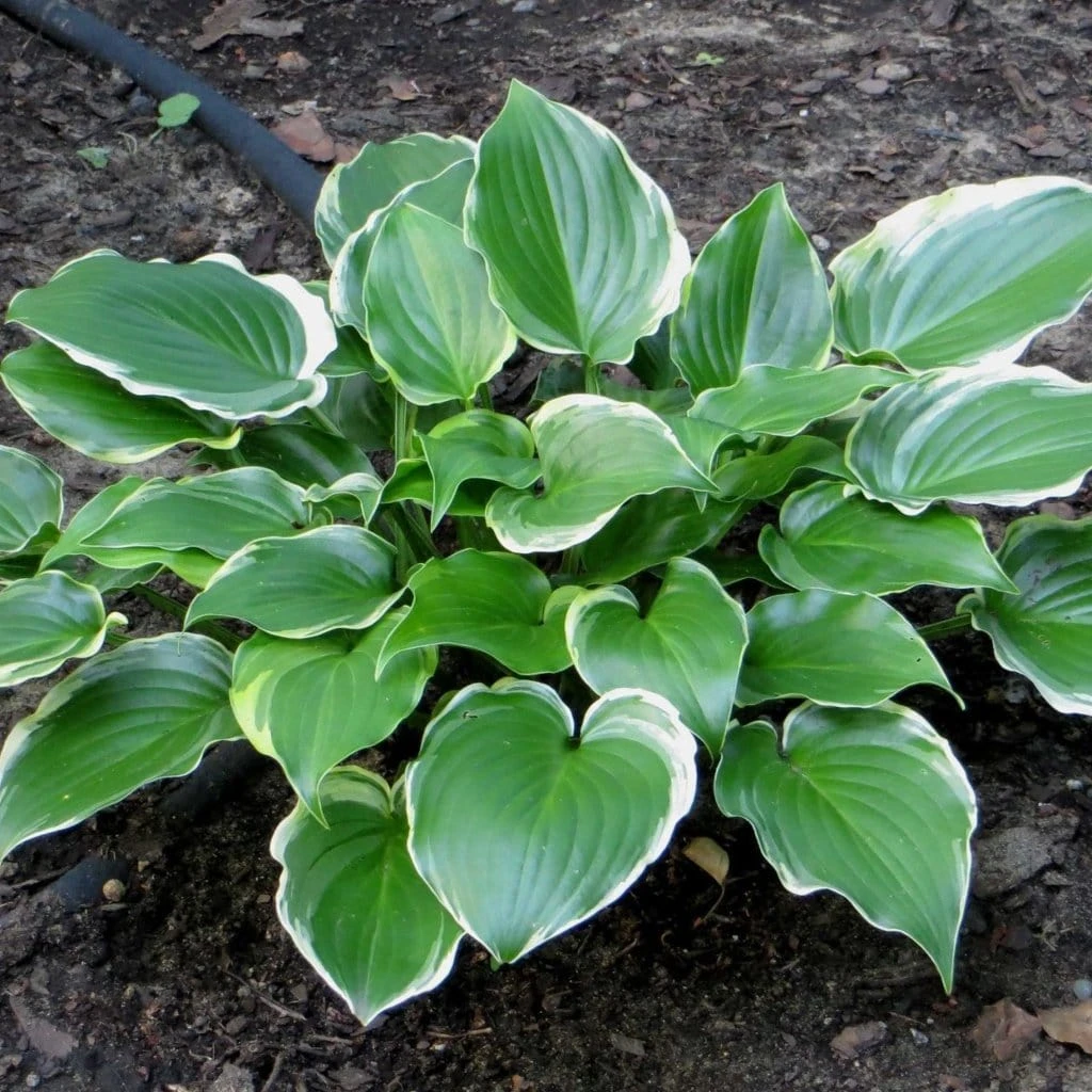 Hosta 'Sugar & Spice' 2 Hosta 'Sugar & Spice' - Image 2