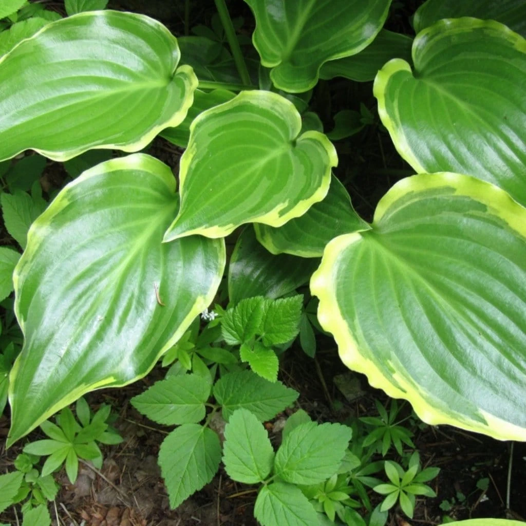 Hosta 'Sugar & Spice' 3 Hosta 'Sugar & Spice' - Image 3