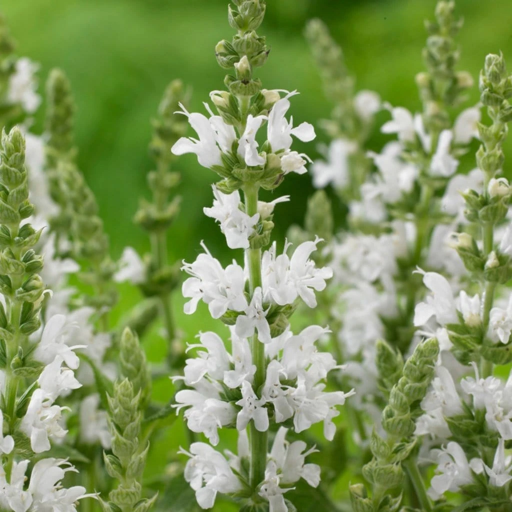 Salvia 'Lyrical White' 1 Salvia 'Lyrical White'