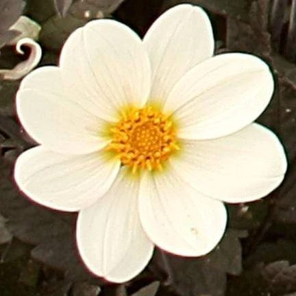 Dahlia 'Dahlegria White' 1 Dahlia 'Dahlegria White'