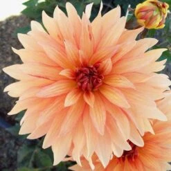Dahlia 'Autumn Fairy'