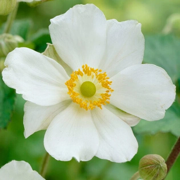 Anemone 'Elfin Swan' 1 Anemone 'Elfin Swan'