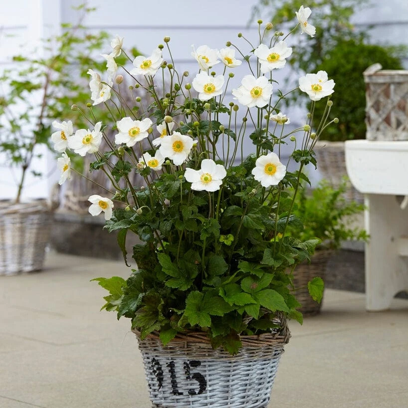 Anemone 'Elfin Swan' 2 Anemone 'Elfin Swan' - Image 2