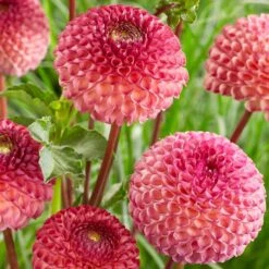 Dahlia 'Burlesca' 7 Dahlia 'Burlesca' -PlantHaven Store PB0487 2