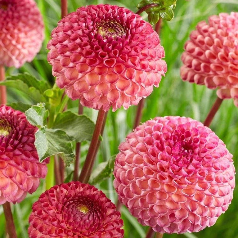 Dahlia 'Burlesca' 4 Dahlia 'Burlesca' - Image 4