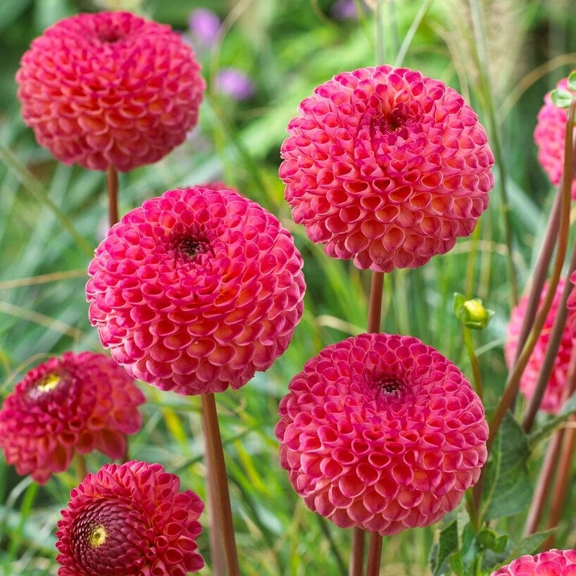 Dahlia 'Burlesca' 3 Dahlia 'Burlesca' - Image 3