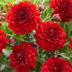 Dahlia 'Karma Amora' 5 Dahlia 'Karma Amora' -PlantHaven Store PB0491 3