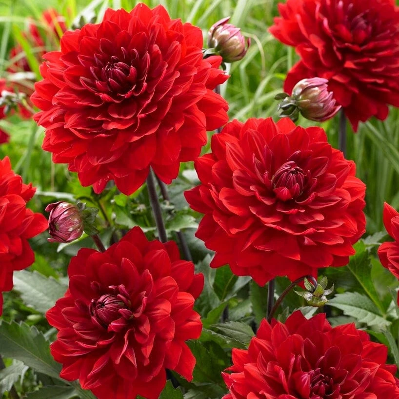 Dahlia 'Karma Amora' 3 Dahlia 'Karma Amora' - Image 3